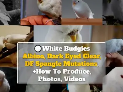 White Budgies: Albino, Dark Eyed Clear, DF Spangle Mutations, How To Produce, Photos, Videos