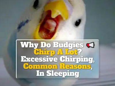 Why Do Budgies Chirp A Lot? Excessive Chirping, Common Reasons, In Sleeping