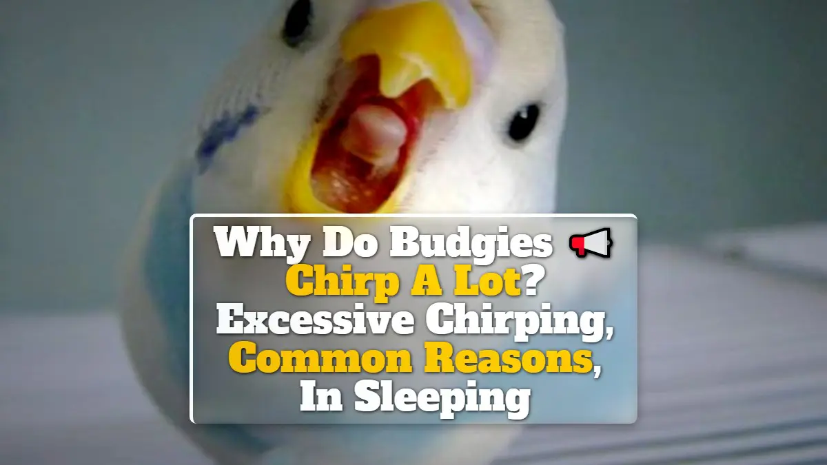 Why Do Budgies Chirp A Lot? Excessive Chirping, Common Reasons, In Sleeping