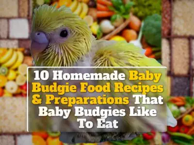 10 Homemade Baby Budgie Food Recipes & Preparations That Baby Budgies Like To Eat