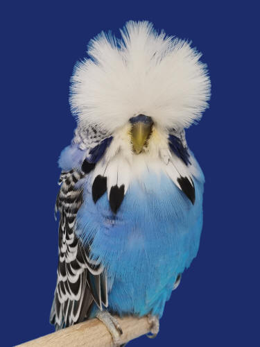 10+ Most Beautiful Budgies in the World (My Selections)