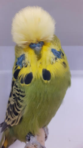 10+ Most Beautiful Budgies in the World (My Selections)