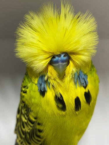 10+ Most Beautiful Budgies in the World (My Selections)