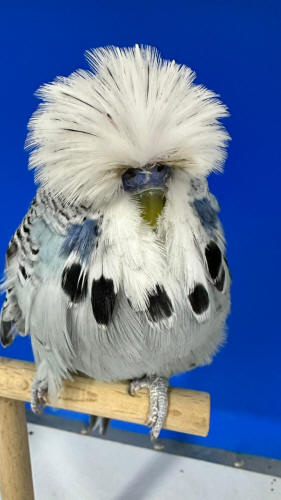 10+ Most Beautiful Budgies in the World (My Selections)