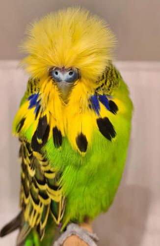 10+ Most Beautiful Budgies in the World (My Selections)