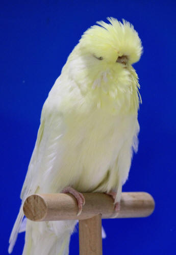 10+ Most Beautiful Budgies in the World (My Selections)