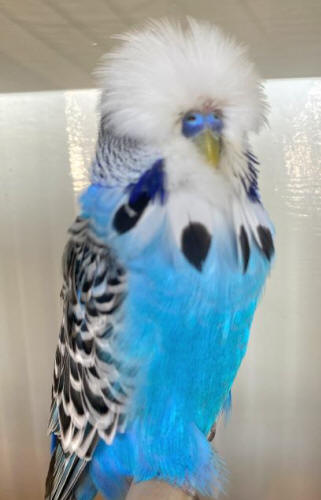 10+ Most Beautiful Budgies in the World (My Selections)