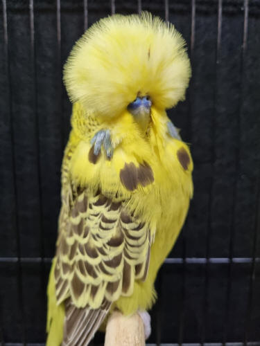 10+ Most Beautiful Budgies in the World (My Selections)