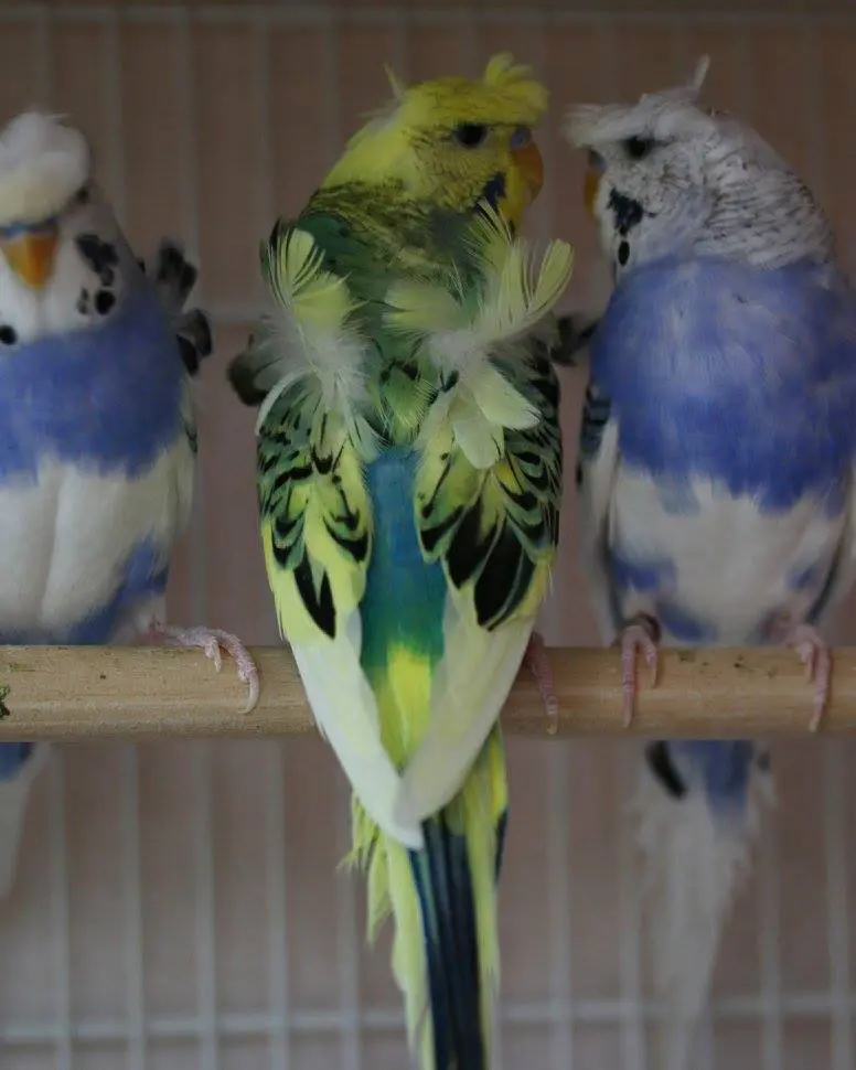 10+ Most Beautiful Budgies in the World (My Selections)