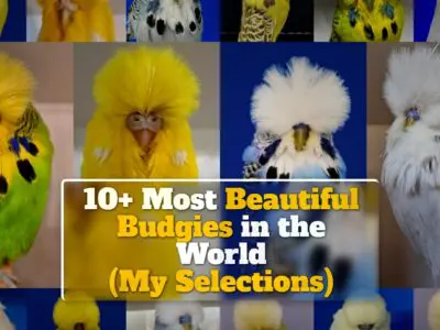 10+ Most Beautiful Budgies in the World (My Selections)