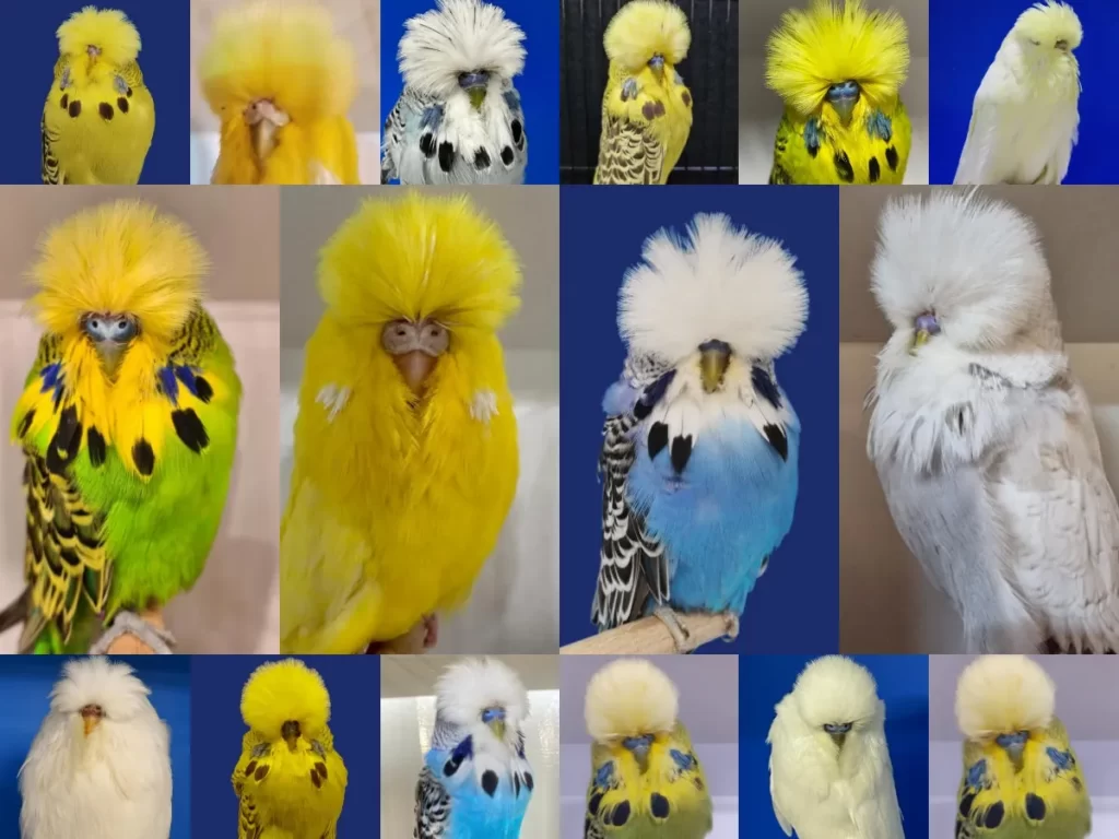 10+ Most Beautiful Budgies in the World (My Selections)