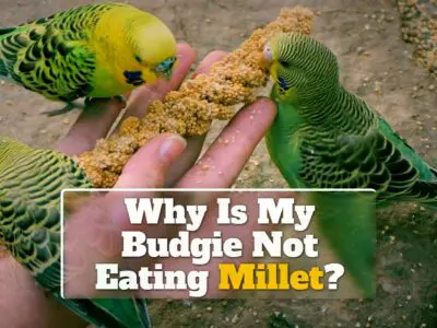 10 Reasons Why My Budgie Is Not Eating Millet?
