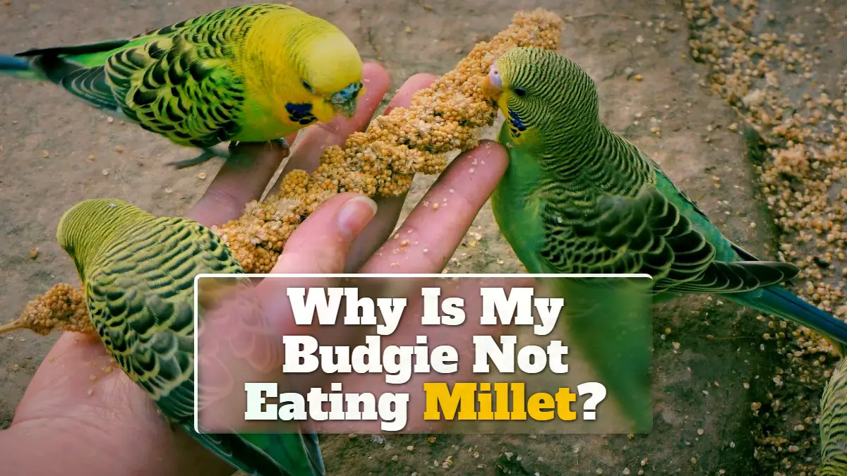 10 Reasons Why My Budgie Is Not Eating Millet?