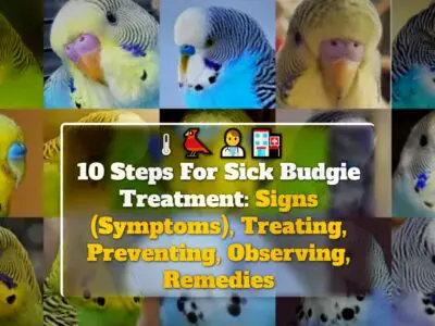 10 Steps For Sick Budgie Treatment: Signs (Symptoms), Treating, Preventing, Observing, Remedies