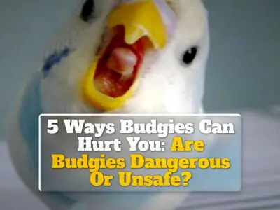 5 Ways Budgies Can Hurt You: Are Budgies Dangerous Or Unsafe?