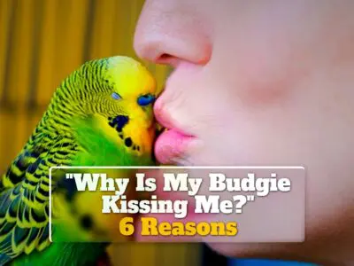 6 Reasons “Why Is My Budgie Kissing Me?”