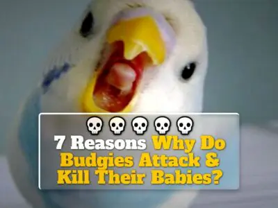 7 Reasons Why Do Budgies Attack & Kill Their Babies?