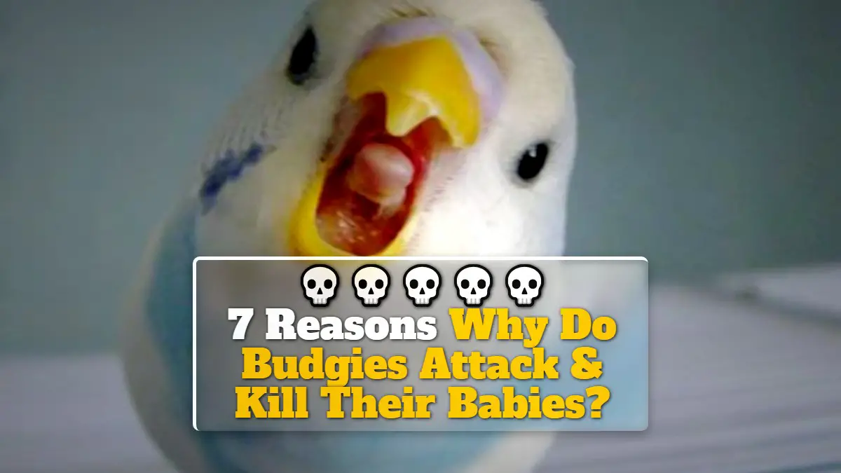 7 Reasons Why Do Budgies Attack & Kill Their Babies?