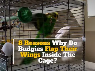 8 Reasons Why Do Budgies Flap Their Wings Inside The Cage?