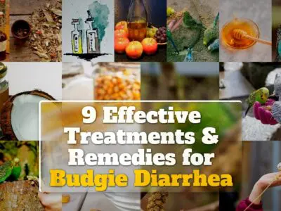 9 Effective Treatments & Remedies for Budgie Diarrhea
