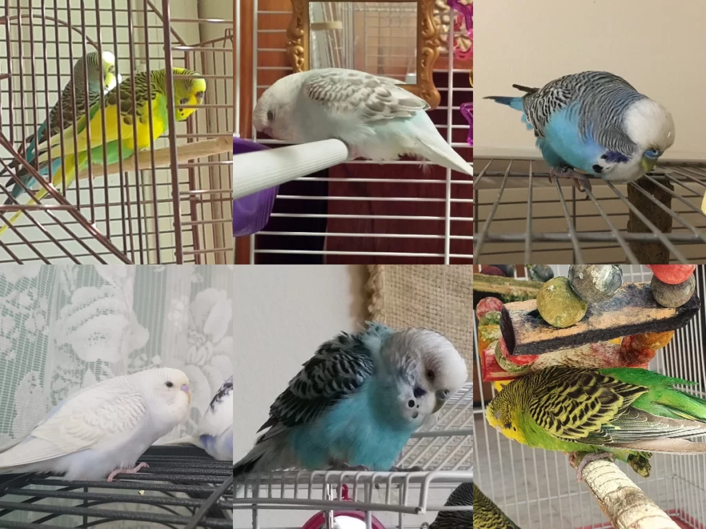 9 Reasons Why My Budgie Might Be Hunched Over