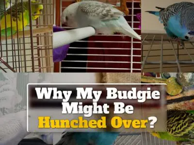 9 Reasons Why My Budgie Might Be Hunched Over?