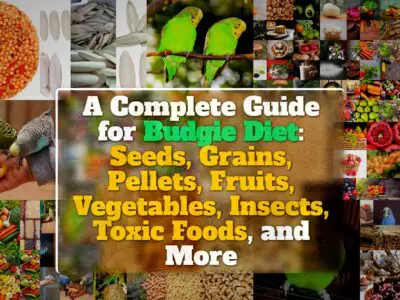 A Complete Guide for Budgie Diet: Seeds, Grains, Pellets, Fruits, Vegetables, Insects, Toxic Foods, and More