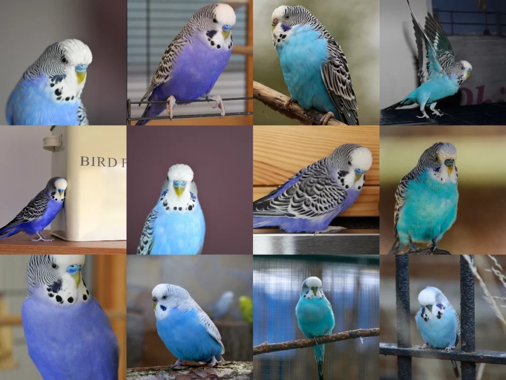 Blue Budgies