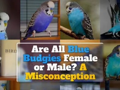 Are All Blue Budgies Female or Male? A Misconception