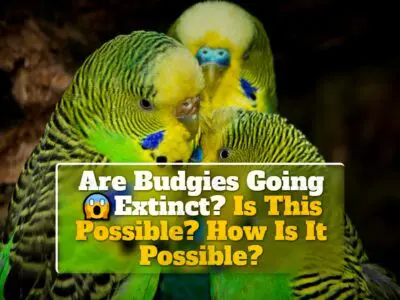 Are Budgies Going Extinct? Is This Possible? How Is It Possible?