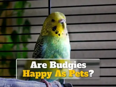 Are Budgies Happy As Pets?