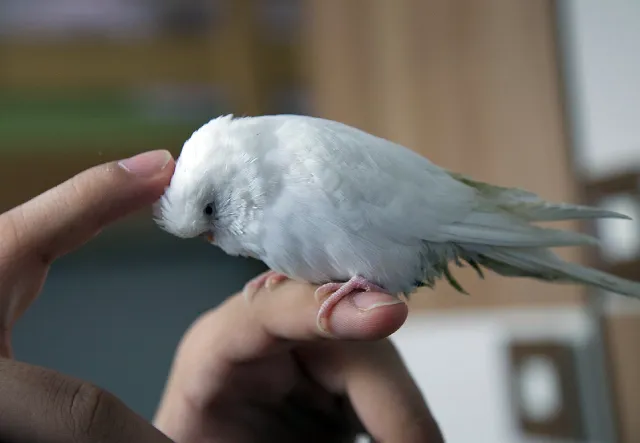 Are Budgies Loyal to Humans (Owners), Their Mates?