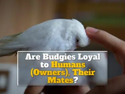 Are Budgies Loyal to Humans (Owners), Their Mates?