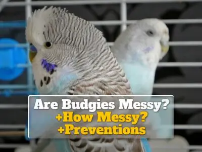 Are Budgies Messy? +How Messy? +Preventions