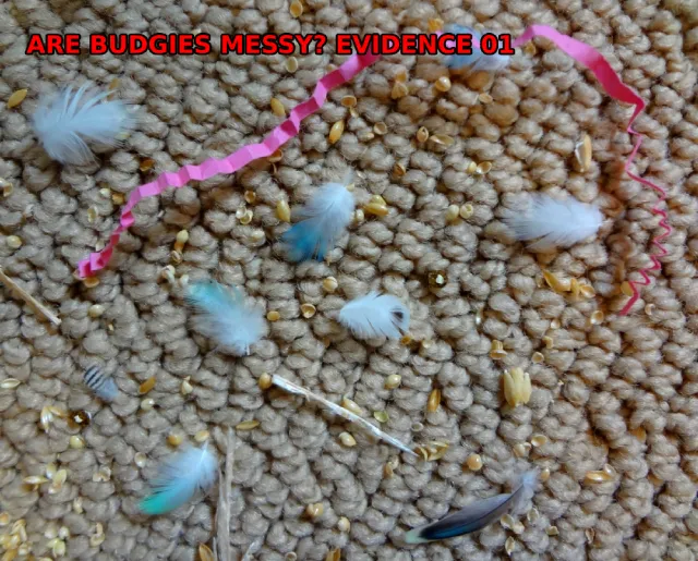 Are Budgies Messy? +How Messy? +Preventions