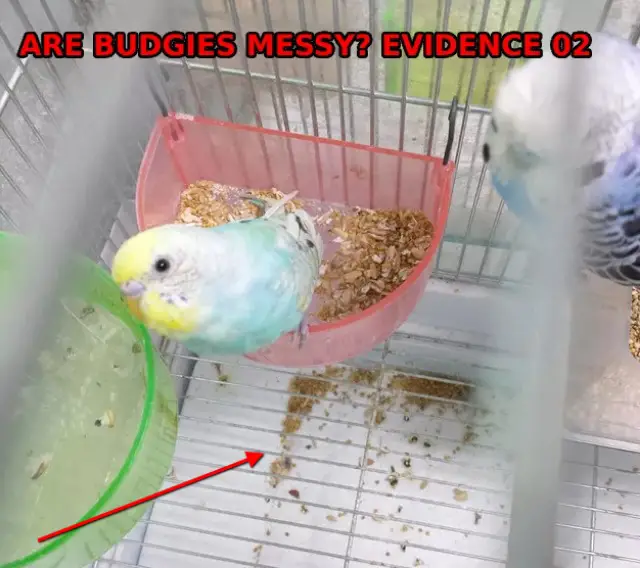 Are Budgies Messy? +How Messy? +Preventions