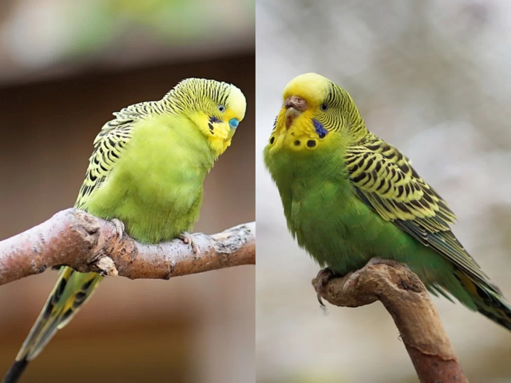 Are Male or Female Budgies More Vocal?