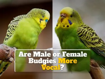 Are Male or Female Budgies More Vocal?