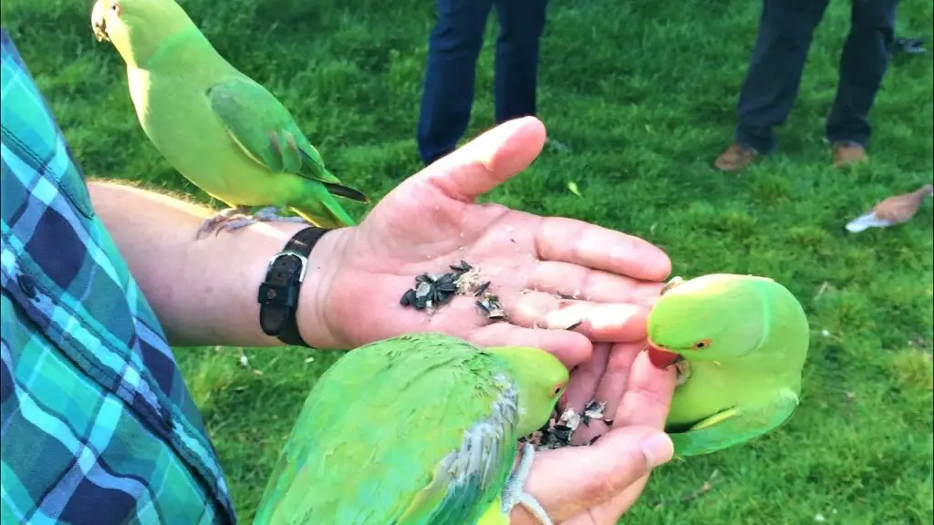 Are There Wild Budgies Worldwide Today? Australia, USA, UK?