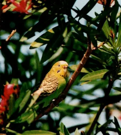 Are There Wild Budgies Worldwide Today? Australia, USA, UK?