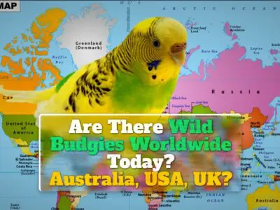 Are There Wild Budgies Worldwide Today? Australia, USA, UK?