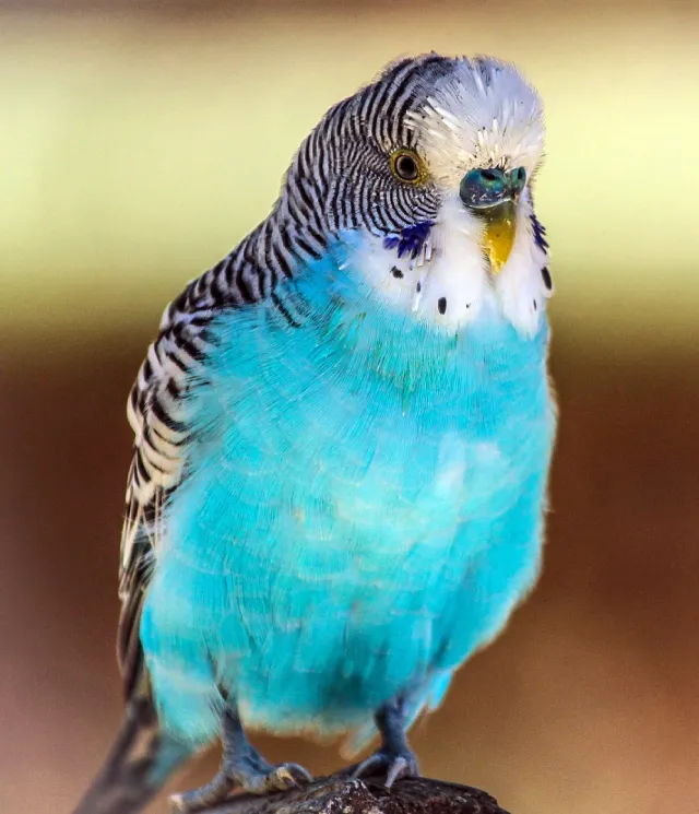 Blue Budgies: Sky-Blue, Cobalt, Mauve, Gray, Albino Varieties, Violet, White-Based +Special Photos