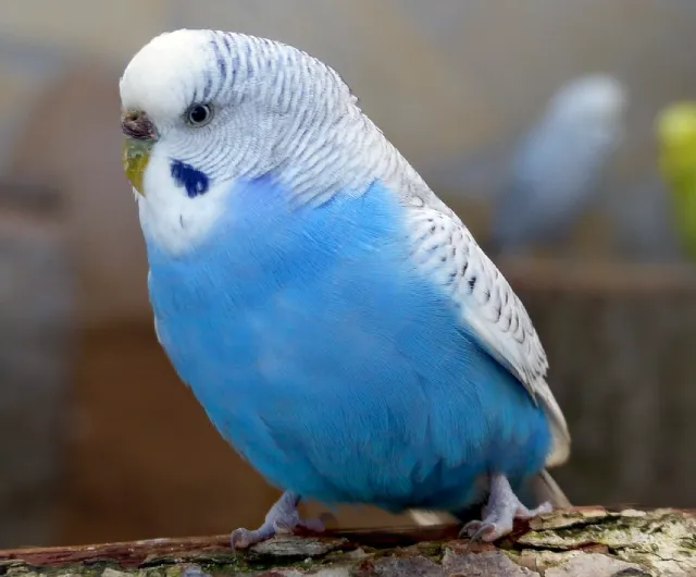 Blue Budgies: Sky-Blue, Cobalt, Mauve, Gray, Albino Varieties, Violet, White-Based +Special Photos