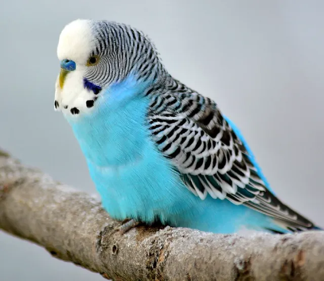 Blue Budgies: Sky-Blue, Cobalt, Mauve, Gray, Albino Varieties, Violet, White-Based +Special Photos