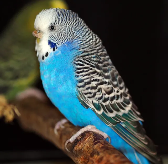 Blue Budgies: Sky-Blue, Cobalt, Mauve, Gray, Albino Varieties, Violet, White-Based +Special Photos