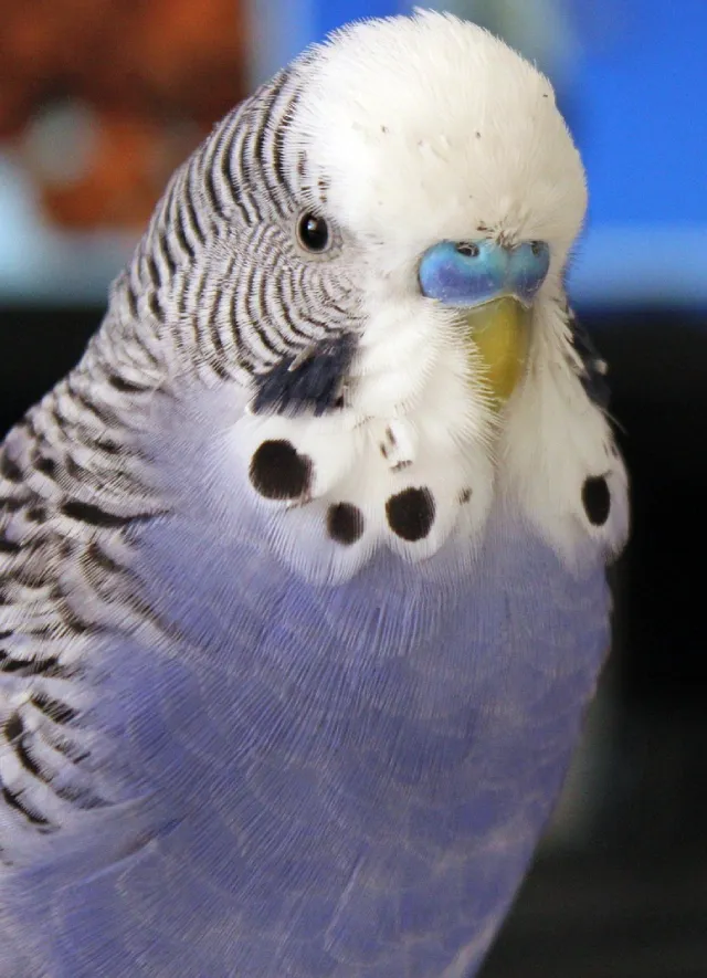 Blue Budgies: Sky-Blue, Cobalt, Mauve, Gray, Albino Varieties, Violet, White-Based +Special Photos