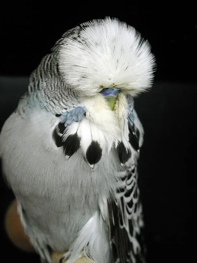 Blue Budgies: Sky-Blue, Cobalt, Mauve, Gray, Albino Varieties, Violet, White-Based +Special Photos