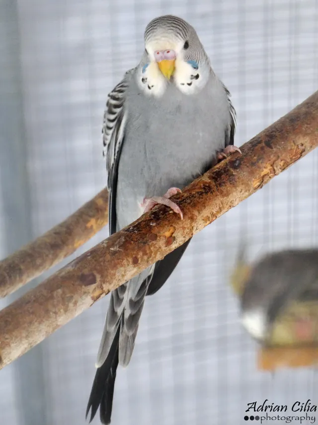 Blue Budgies: Sky-Blue, Cobalt, Mauve, Gray, Albino Varieties, Violet, White-Based +Special Photos