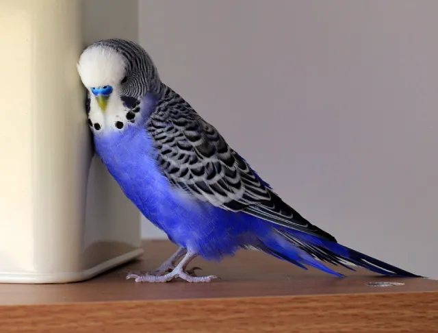 Blue Budgies: Sky-Blue, Cobalt, Mauve, Gray, Albino Varieties, Violet, White-Based +Special Photos