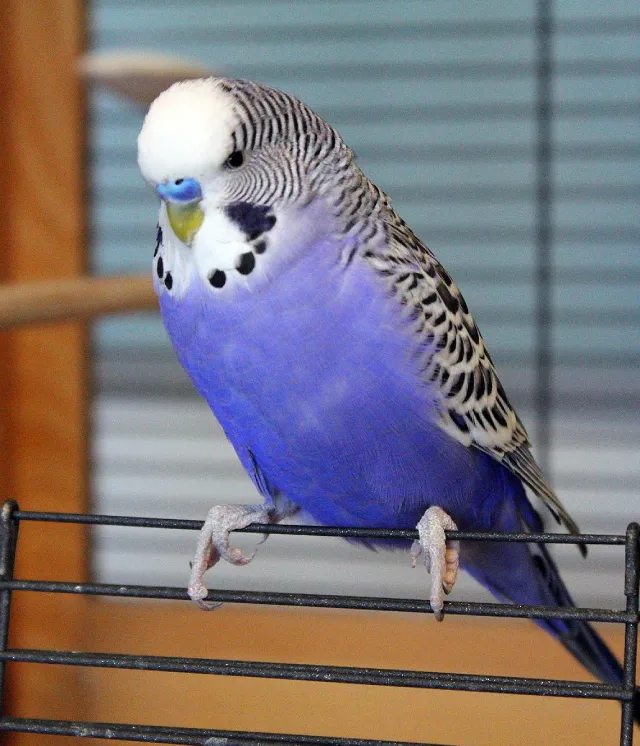 Blue Budgies: Sky-Blue, Cobalt, Mauve, Gray, Albino Varieties, Violet, White-Based +Special Photos